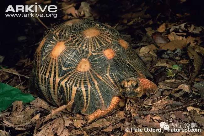 辐射陆龟名字由来,辐射陆龟是什么