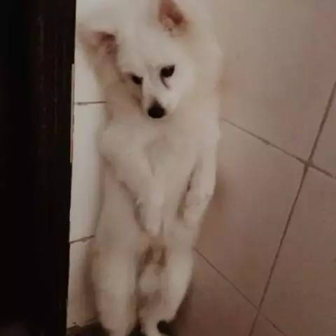 鍋氬畬鍧忎簨灏辫窇鐨勭嫍,鍋氫簡鍧忎簨瑁呭偦