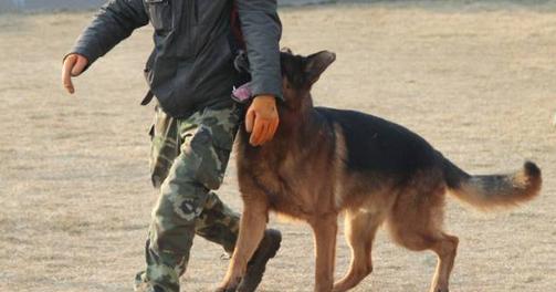 什么是德牧头版,什么是德牧的背线