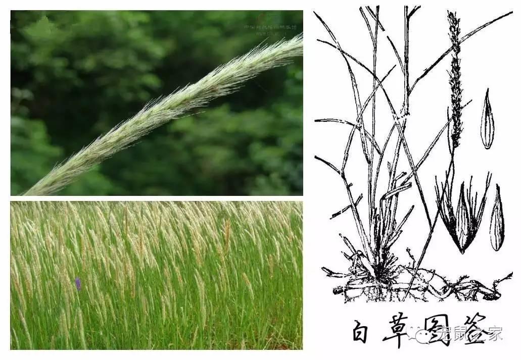 缇庨澶╀笅鍏荤敓澶у笀,缇庨澶╀笅棣欑尓