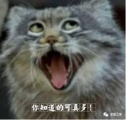 缇庨澶╀笅鍏荤敓澶у笀,缇庨澶╀笅棣欑尓