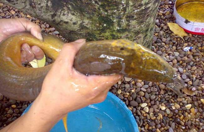 网箱养殖黄鳝的流程,黄鳝养殖技术及运输