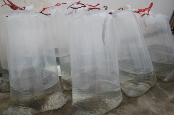 网箱养殖黄鳝的流程,黄鳝养殖技术及运输