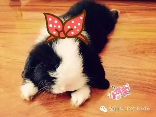 如果世界上没有动物会变成什么样,如果世界上没有动物会怎样