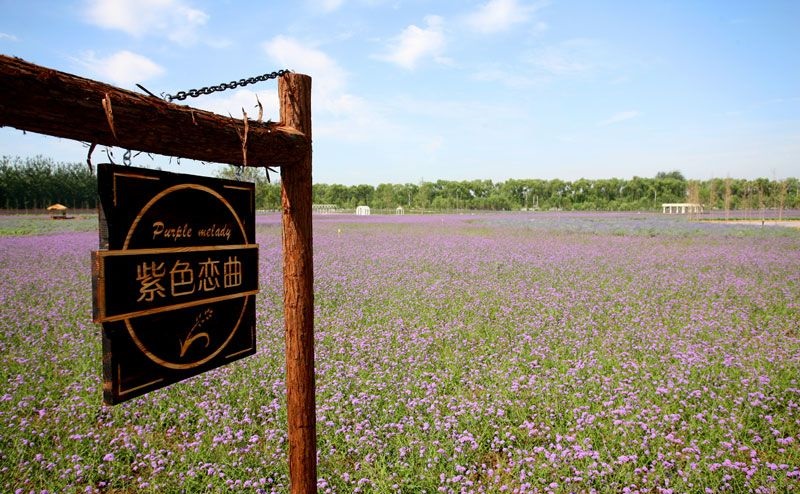 最美薰衣草庄园,中国最大的薰衣草庄园