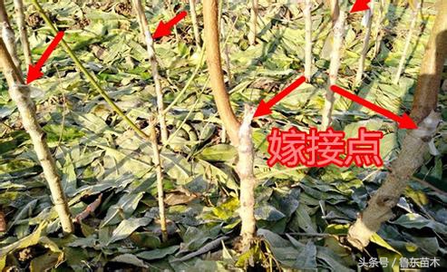 嫁接的桃树苗如何管理,三月份嫁接桃树成活率高的方法