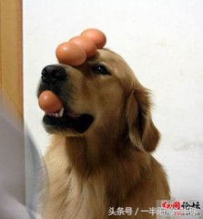 4个月金毛怎么喂食,金毛喂食注意事项及禁忌