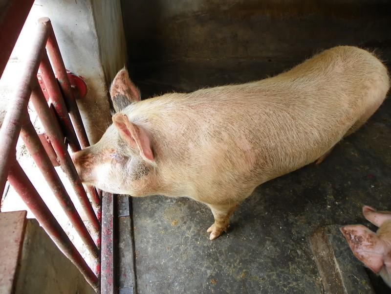 农村杀猪饭都有哪些菜,农村的杀猪菜