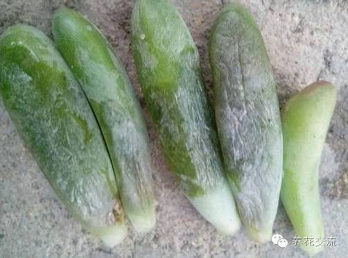 多肉会出现的病虫有哪些,网上刚买的多肉怎样种植怎样养护