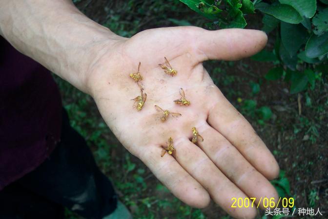 柑橘大实蝇虫害造成的原因,柑橘大实蝇发生规律