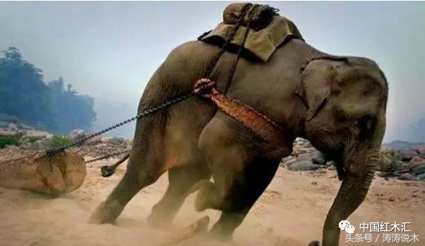 高端缅甸花梨红木家具实惠价格,惜木红木家具价格