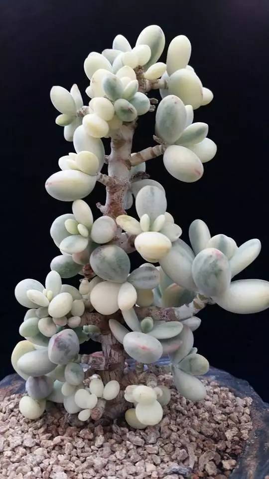 多肉会出现的病虫有哪些,网上刚买的多肉怎样种植怎样养护