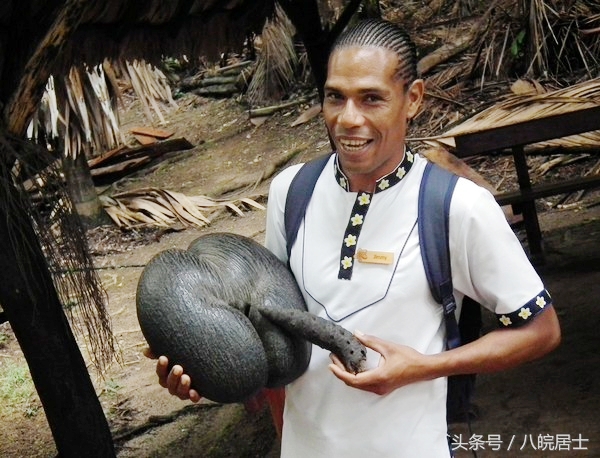 非洲就是“不毛之地”的代名词?错了,那的奇葩植可不少物!