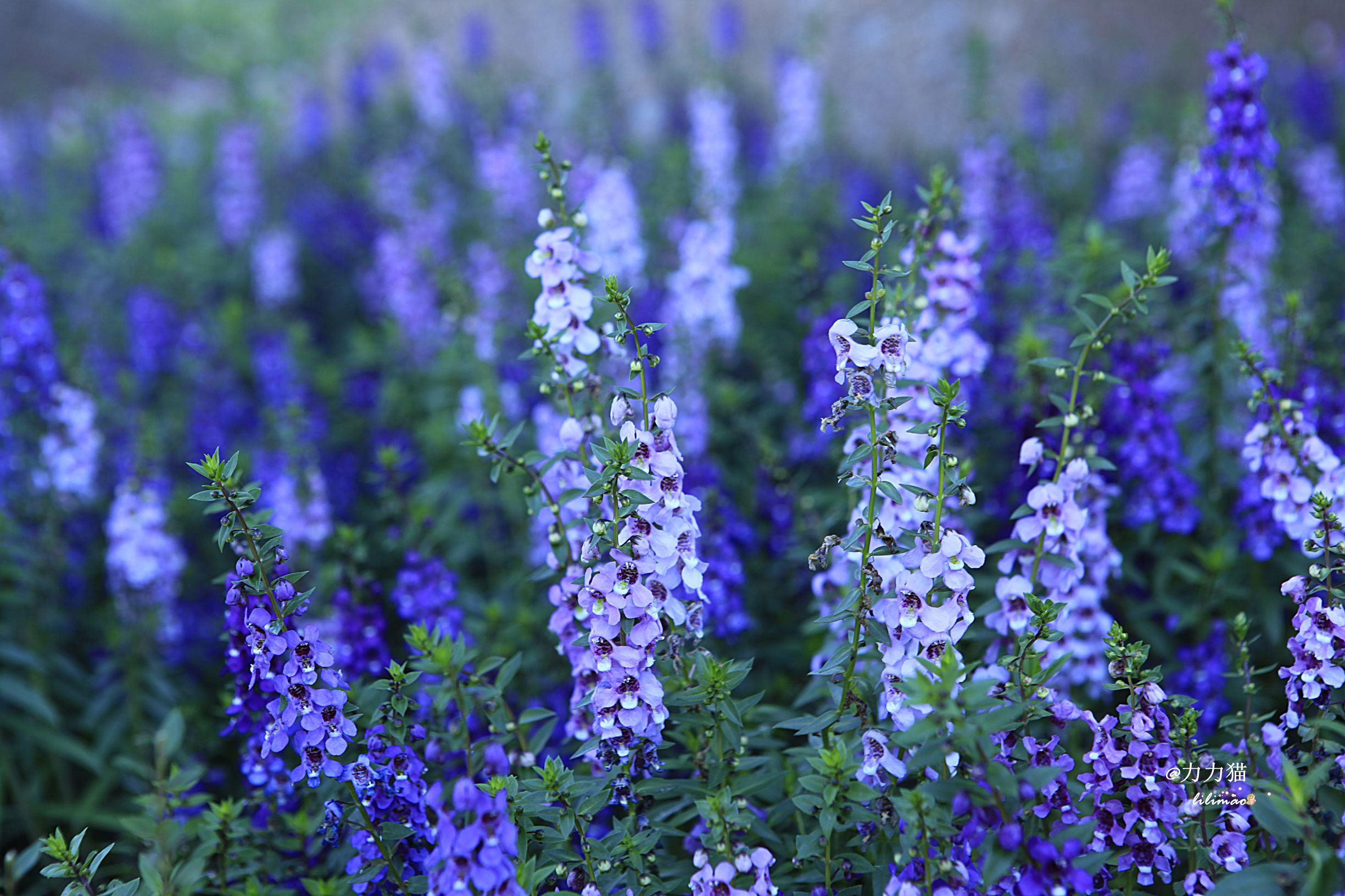 罗红摄影艺术馆蛋糕价格,罗红艺术馆黑天鹅蛋糕