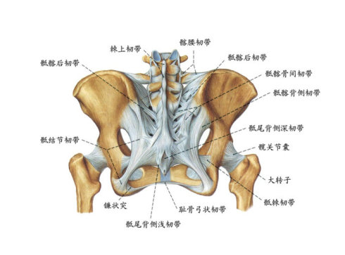 骨盆矫正手法,骨盆矫正手法不正确会歪吗