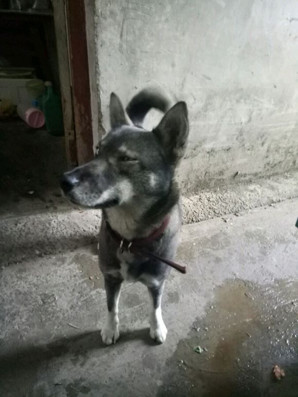 纯种哈士奇跟双血统哈士奇,普通哈士奇和赛级哈士奇的血统