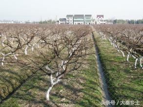 目前农村种植什么果树最好赚钱,农村种植什么果树收益最好