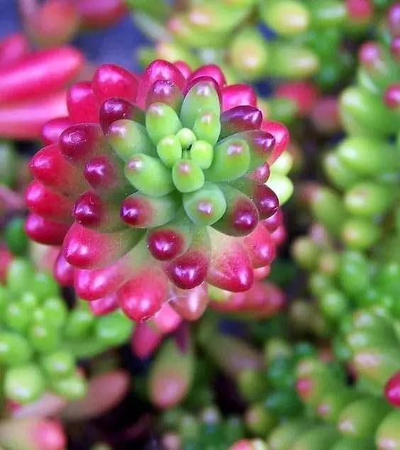 多肉会出现的病虫有哪些,网上刚买的多肉怎样种植怎样养护