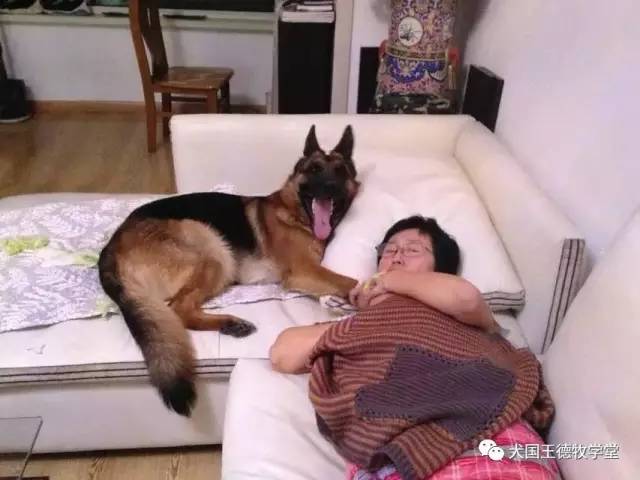 刘阿姨德牧,福多多德牧