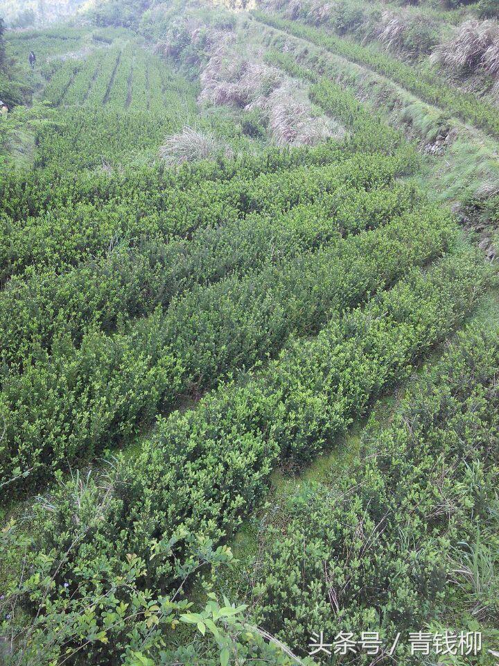 青岛曼地亚红豆杉种植,曼地亚红豆杉果实如何种植