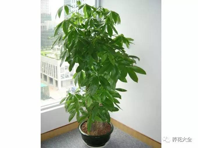 发财树的土养不活绿萝,养了几年的绿萝为什么没有根