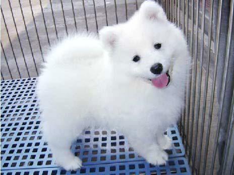 该不该饲养萨摩耶,萨摩耶犬的饲养方法