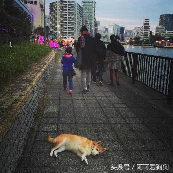 狗狗一拉出去，就收不回来了，怎么破？