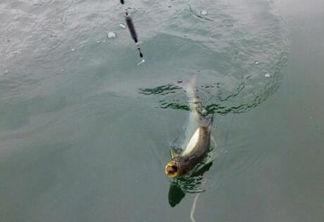 海竿江河钓翘嘴用什么钩,海竿铅头钩野钓翘嘴技巧及方法