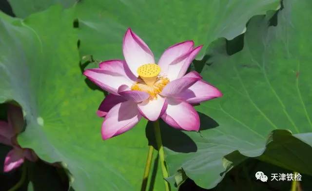 鍜岃皭鑷劧鎽勫奖浣滃搧,鍜岃皭鑷劧鎽勫奖浣滃搧娆h祻