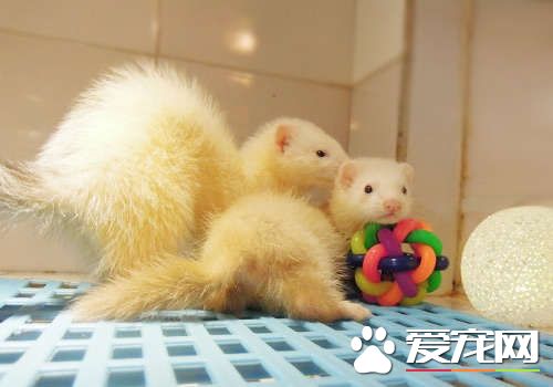 宠物貂好养吗宠物貂是保护动物吗,宠物貂好养吗