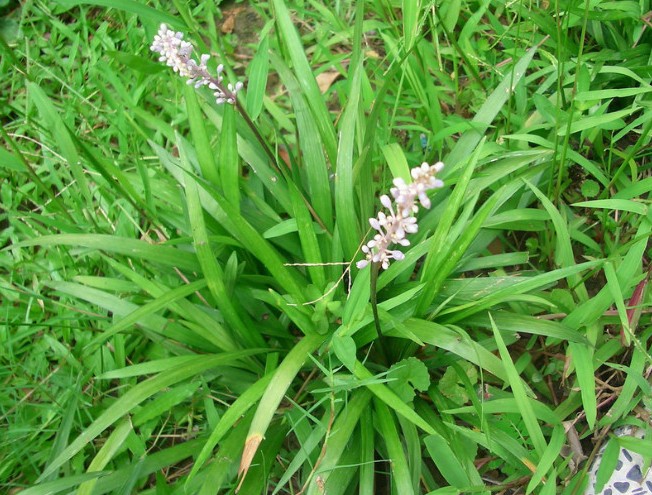 ‍‍‍如东路边42种草，天天踩它，却不知道它们好值钱~