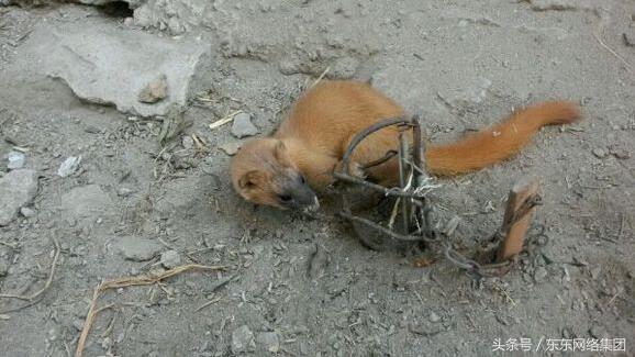 养殖人都怕什么动物,养什么动物比较危险