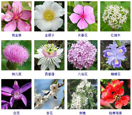 150种花卉大全,108种花卉大全