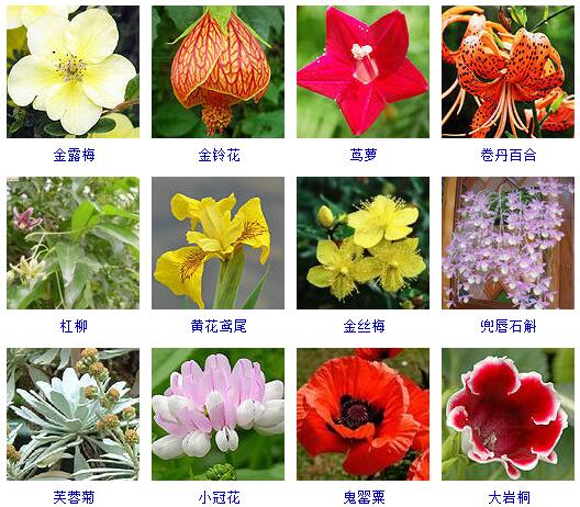 150种花卉大全,108种花卉大全