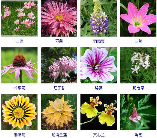 150种花卉大全,108种花卉大全