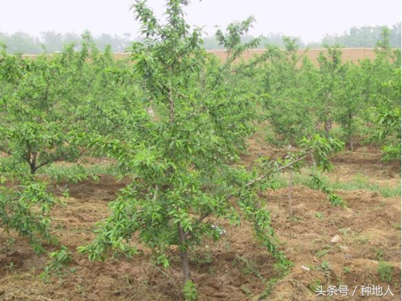 一年生小桃树修剪,桃树怎么修剪树枝