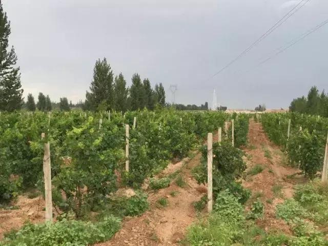 温兴旺，开酒庄不是一份短平快的投资