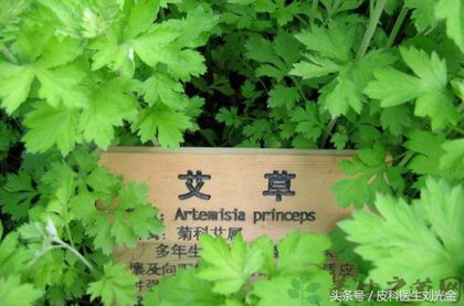 端午节的艾叶有什么作用呢,端午节的艾草有什么功效