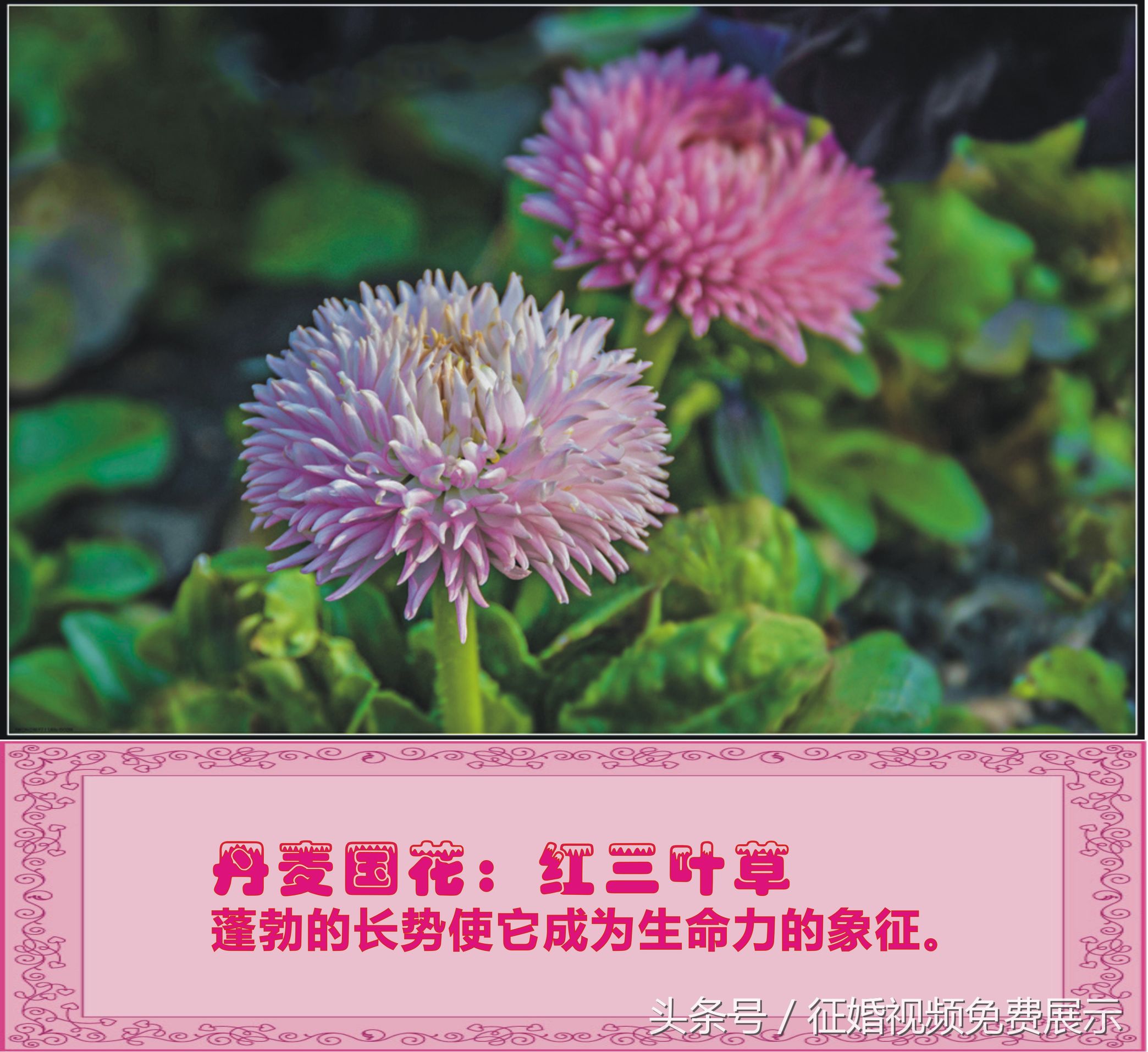 各国国花及象征意义,世界各国国花及寓意