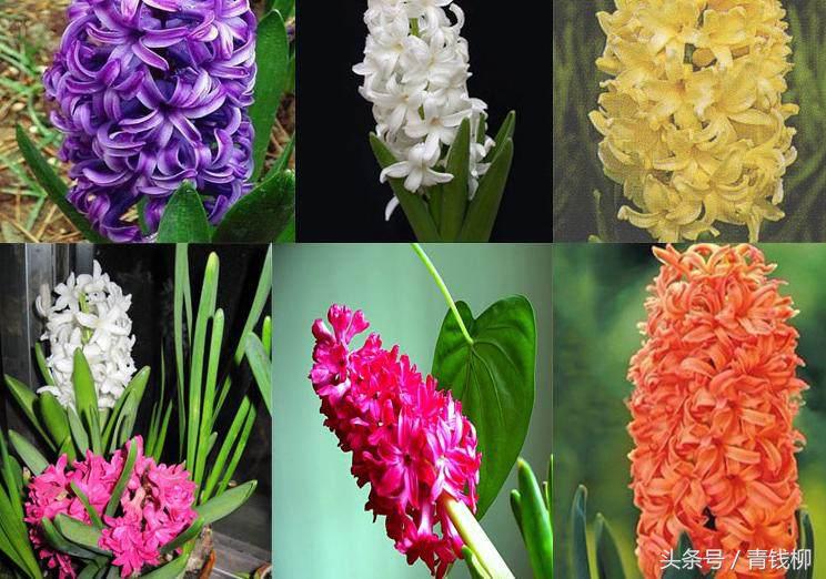 水培葡萄风信子烂根,水培风信子如何处理