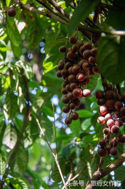 西双版纳避寒城市,冬日西双版纳市区