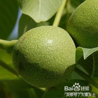 目前农村种植什么果树最好赚钱,农村种植什么果树收益最好