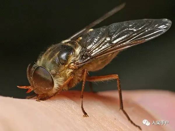 看昆虫各式“大嘴”如何吞天吞地~