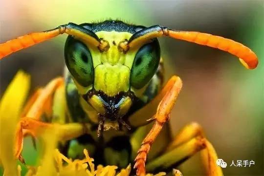 看昆虫各式“大嘴”如何吞天吞地~