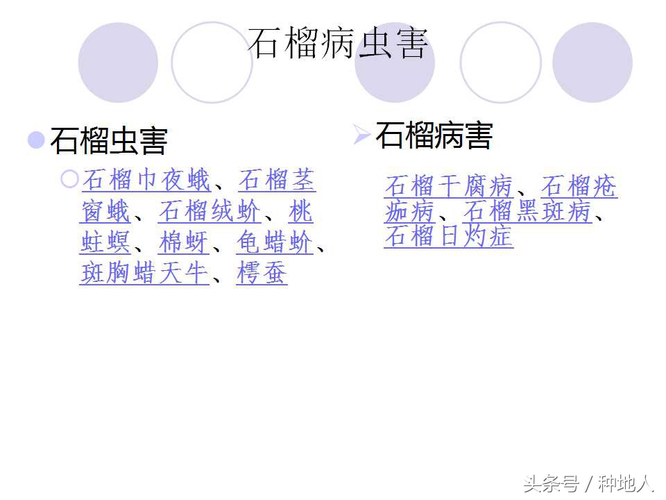 石榴虫害,石榴虫害图解大全