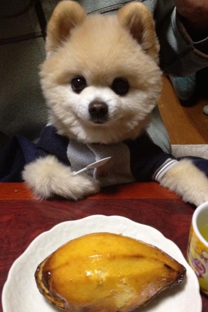 日本抖音网红狗俊介,日本网红偶像犬俊介