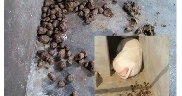 母猪便秘对人体有影响吗,母猪便秘对产子有影响吗