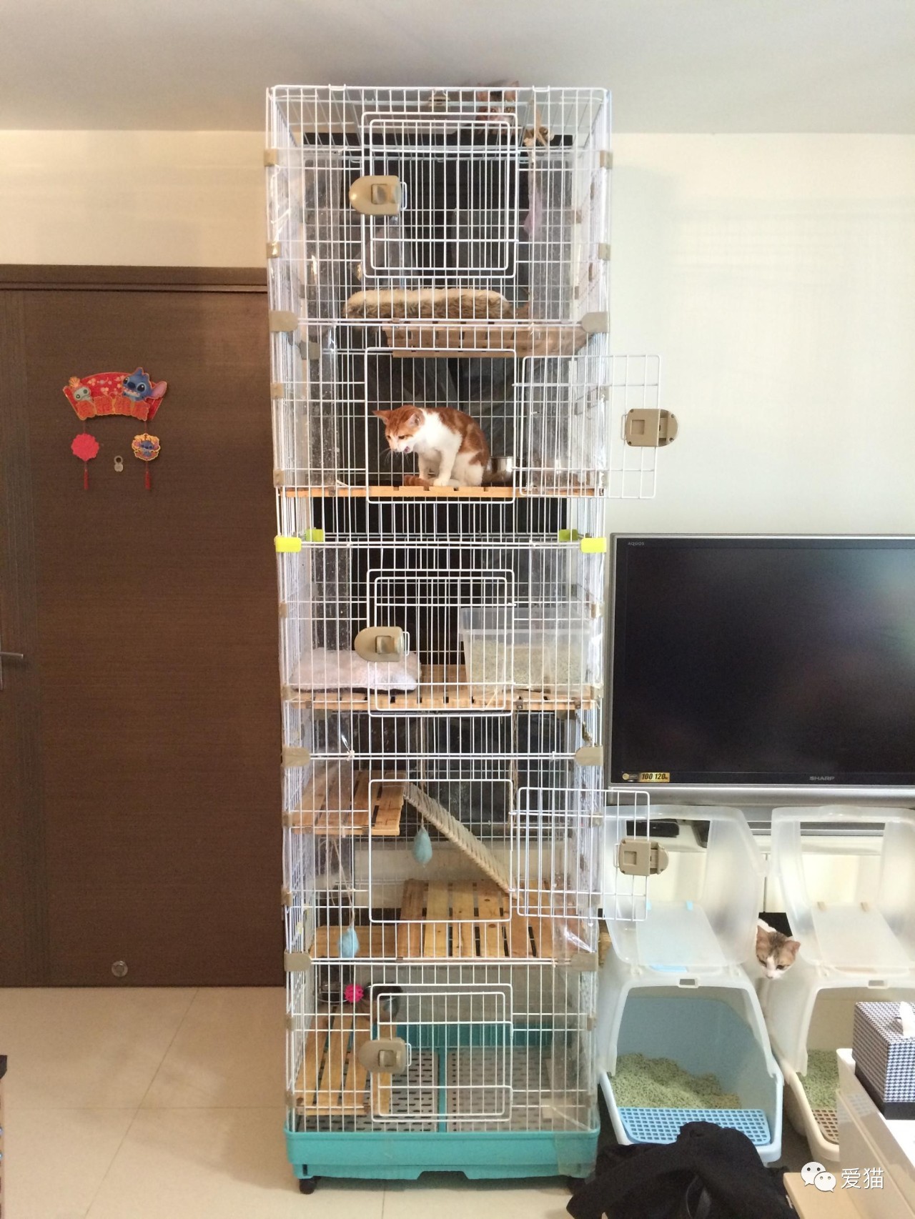 她纹身但她是个好女孩，照顾了20只没人愿意领养的残疾猫咪！