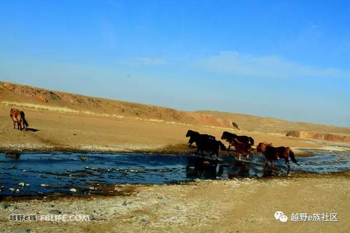 越野e族内蒙古大队,越野e族格尔木分队年会