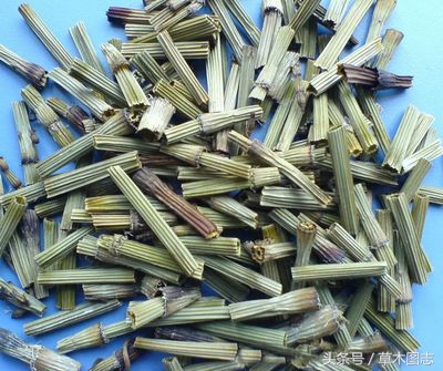 野生接骨草的作用,骨节草可以吃吗